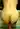 anonimor46